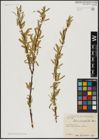 Foto von Salix acmophylla Boiss.